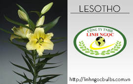 Lily Lesotho