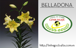Lily Belladona
