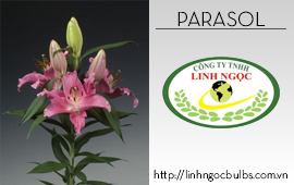 Lily Parasol