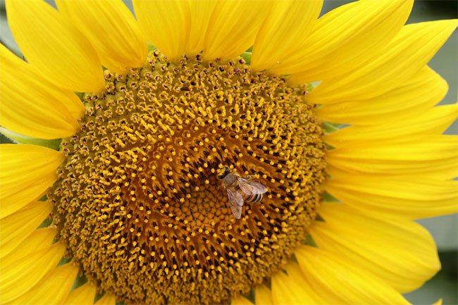 Phấn hoa hướng dương bảo vệ loài ong 