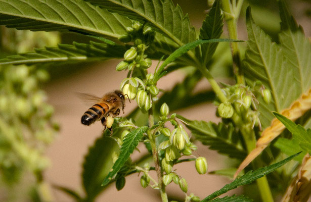 Phấn hoa cần sa ở Mỹ là nguồn dinh dưỡng cho ong 