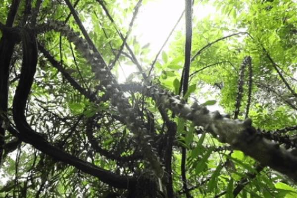 Loài cây hình rồng bay trong rừng rậm với nhiều dây leo phủ gai nhọn hoắt 