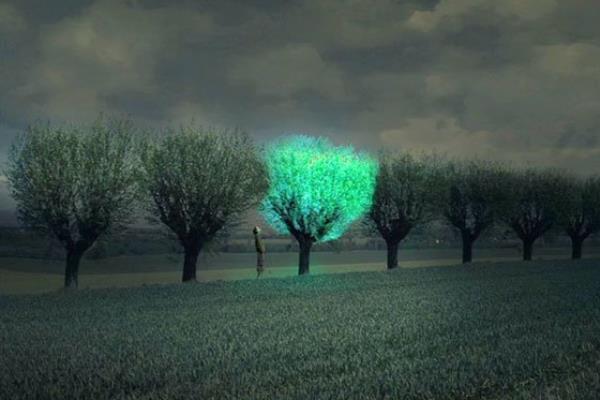 Bạn nghĩ sao về cây xanh phát sáng như đèn đường? 