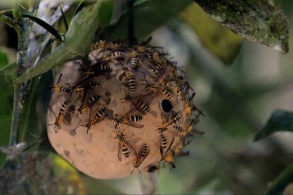 Nọc độc ong bắp cày có thể giúp con người chống lại siêu vi khuẩn 