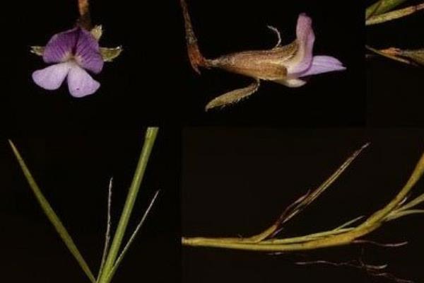 Nhà thực vật tìm thấy cây hoa tuyệt chủng 200 năm 