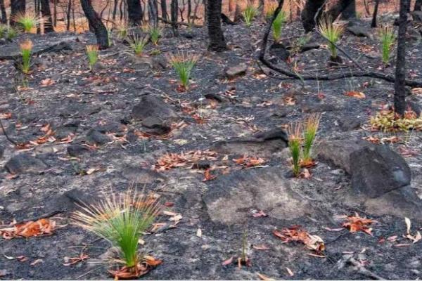 Chồi non mọc trên cây bị thiêu rụi trong cháy rừng ở Australia 