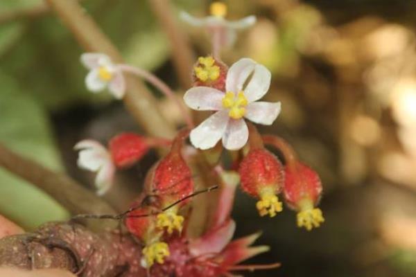 Nhà khoa học Việt phát hiện loài hoa mới cực quý hiếm