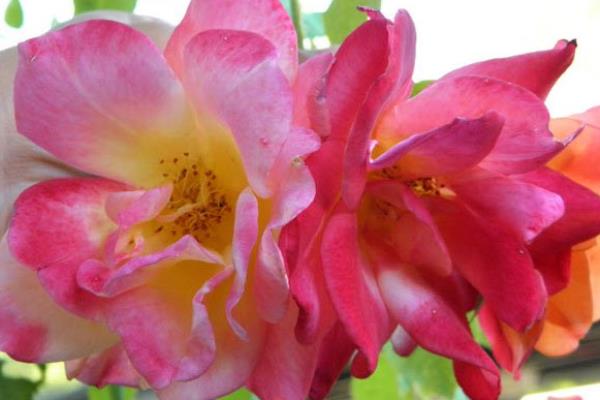 10 loài hoa hồng đẹp nhất thế giới 