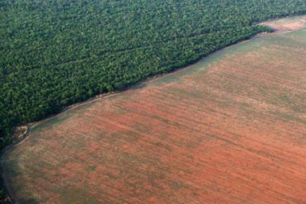 Rừng Amazon đang bị hủy diệt với tốc độ chưa từng thấy trong 10 năm qua 