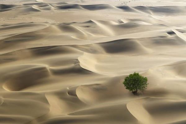 Bất ngờ với số lượng cây xanh trên sa mạc châu Phi 