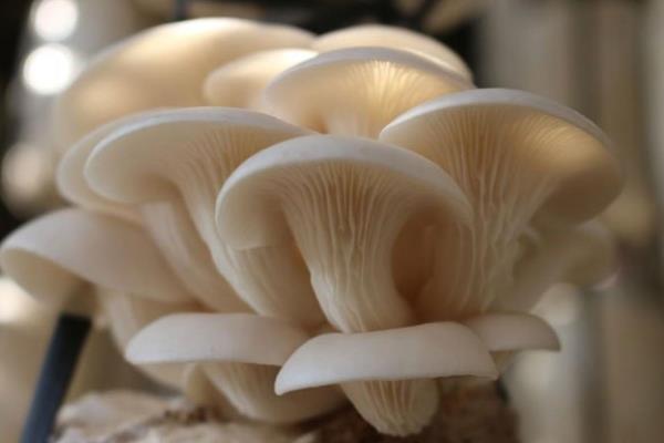 Trung Quốc công bố phát hiện mới về nguồn gốc của nấm sò 