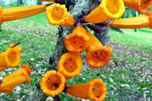 Kỳ lạ cây có hoa mọc từ thân, có thể nấu ăn ở Việt Nam 