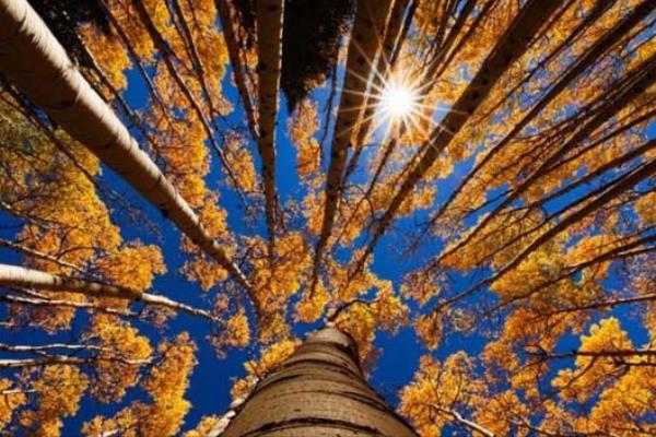 Bí mật 1.000 năm hoạt động của Mặt trời ẩn giấu trong các cây trên Trái đất 