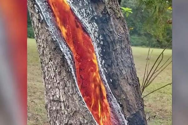 Lý giải hiện tượng cây gỗ rực cháy từ trong ra ngoài: Là sét đánh hay còn nguyên nhân nào nữa? 
