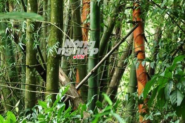 Khám phá rừng tre khổng lồ trên đỉnh Ngók Cung 