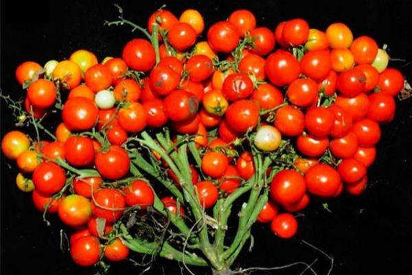 Cà chua biến đổi gene cho ra quả chùm như nho để rút ngắn thời gian thu hoạch, tăng năng suất 