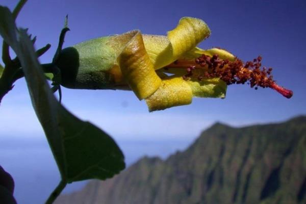 Thiết bị bay không người lái bất ngờ phát hiện loài hoa ở Hawaii được cho đã tuyệt chủng 