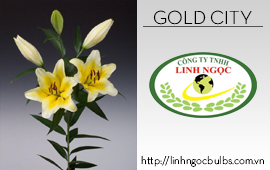 Lily Gold City