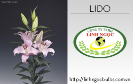 Lily Lido
