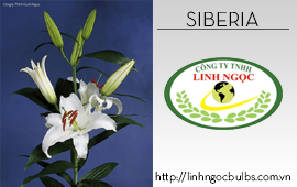 Lily Siberia