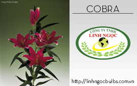 Lily Cobra