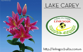 Lily Lake Carey
