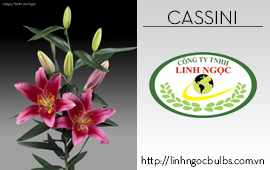 Lily Cassini
