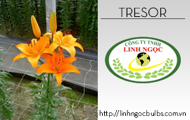 Lily Tresor