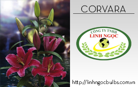 Lily Corvara